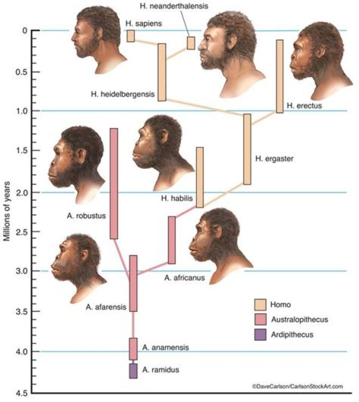 Can hominid be plural?