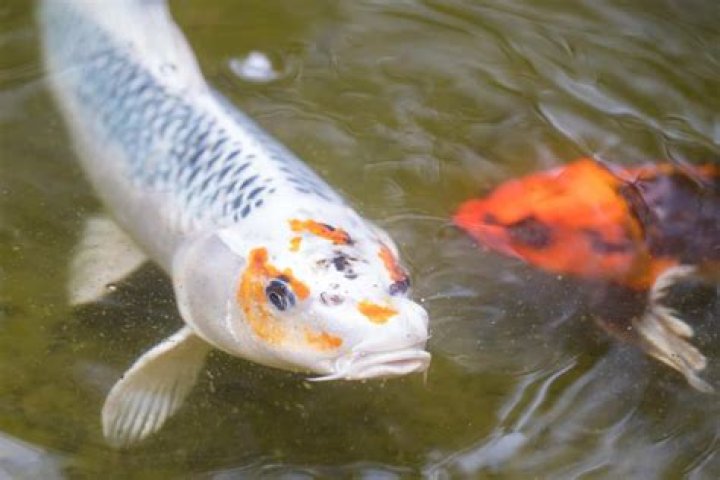 Will large koi eat smaller koi?